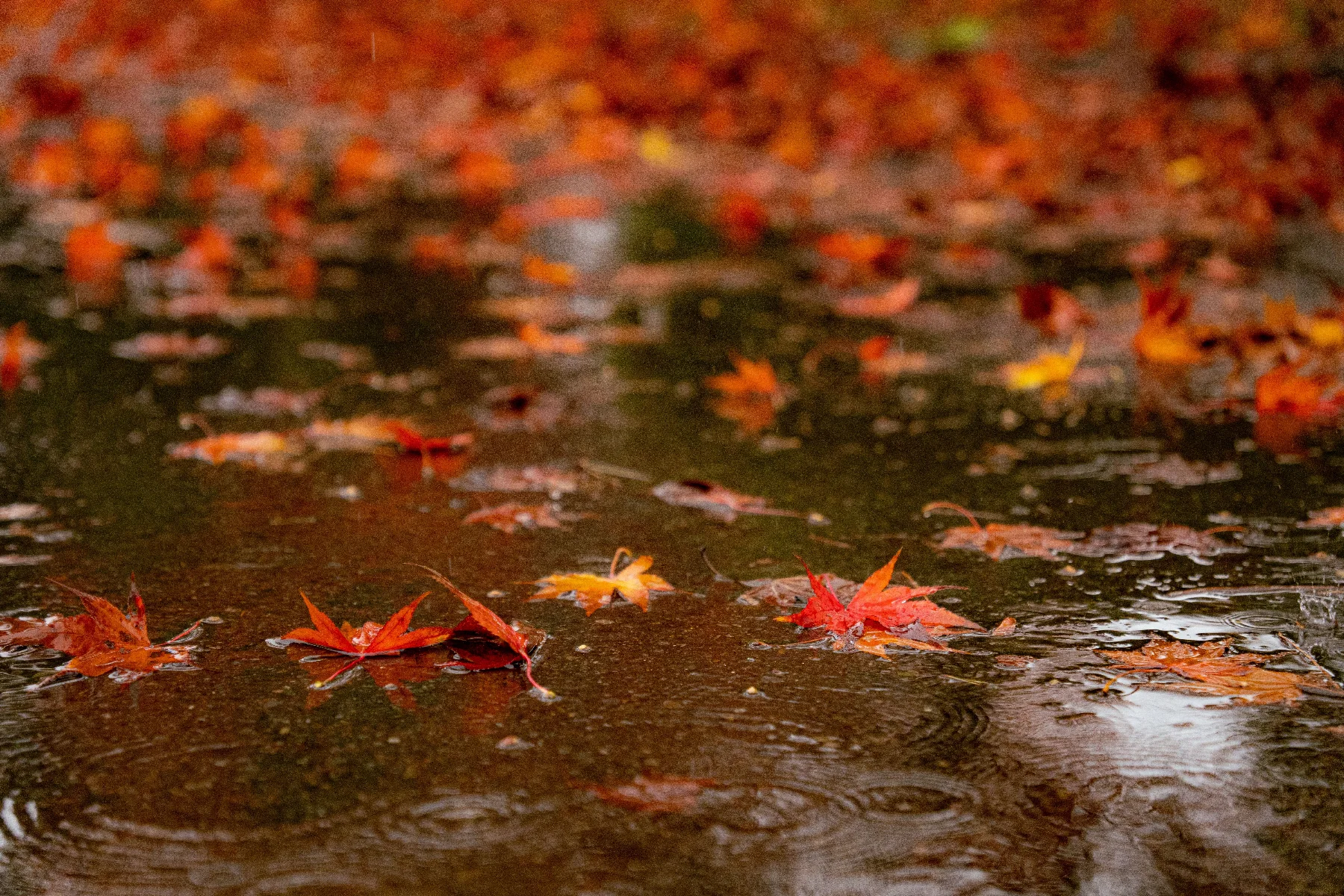 autumnleavesrain