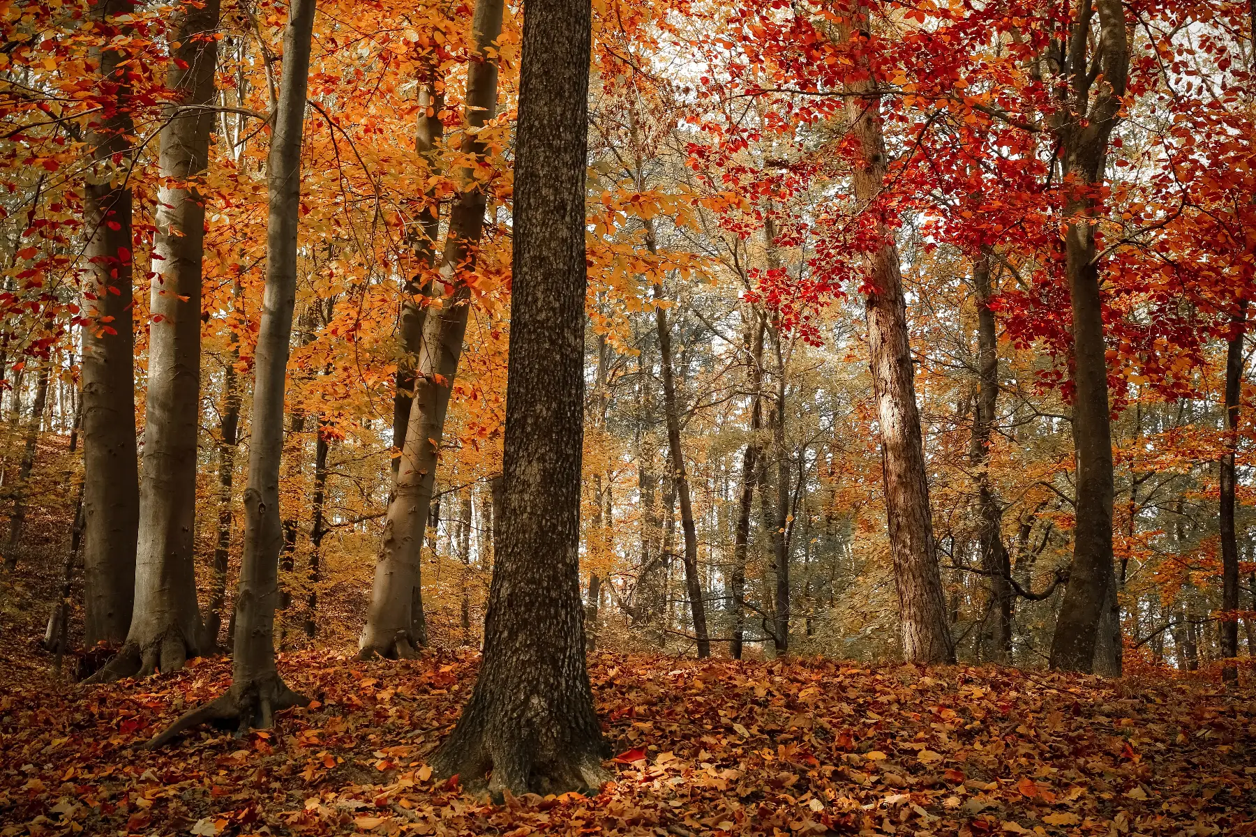 greekautumn