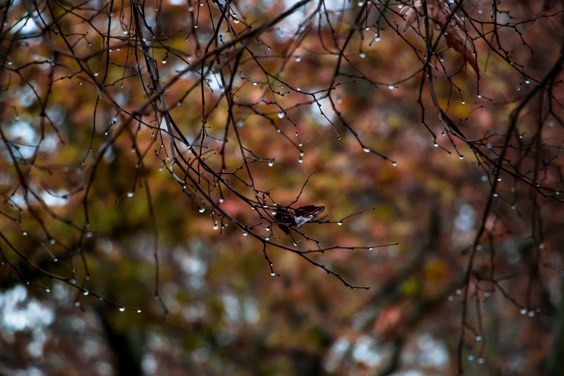 autumnrain